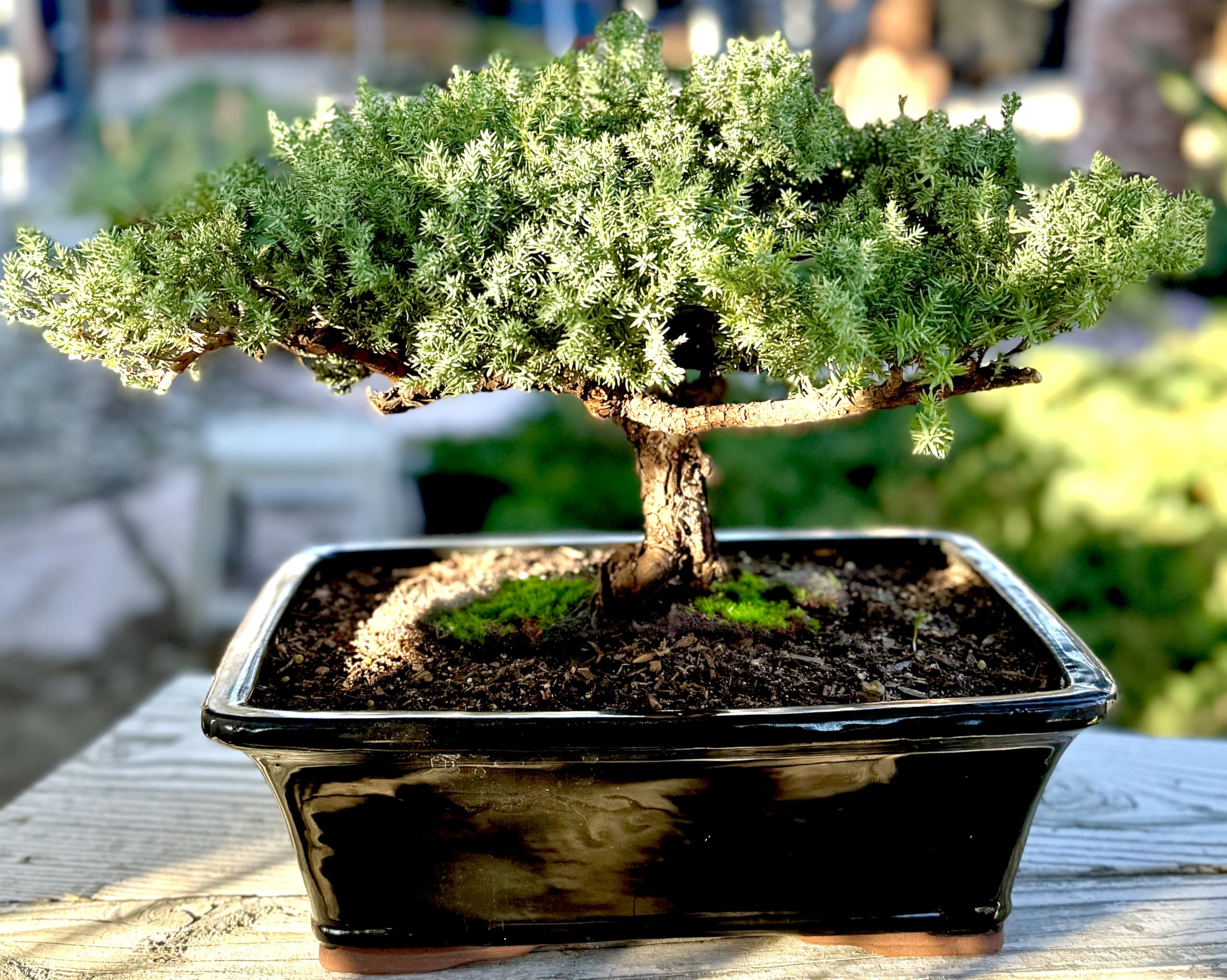 盆栽 銀八房五葉松 極太 貴風サイズ 盆栽・苔玉 ①五葉松 盆栽 14